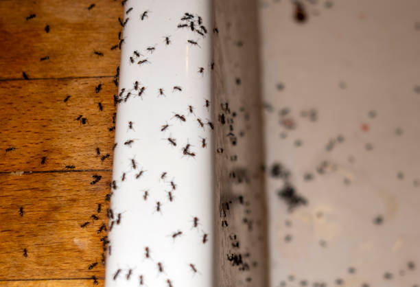 Best Rat Extermination Near Me  in Jefferson, OR