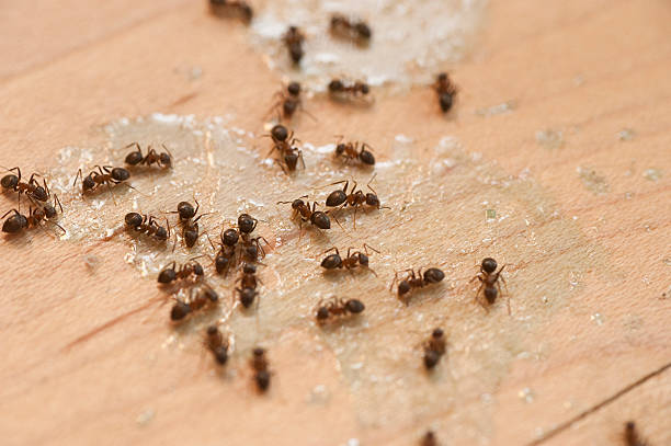 Reliable Jefferson, OR Pest Control Solutions
