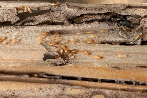 Best Commercial Pest Control Services  in Jefferson, OR